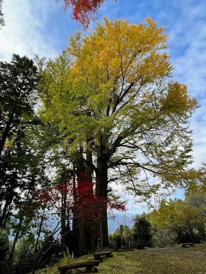 Large ginkgo