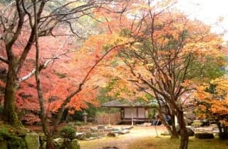 紅葉 大照院
