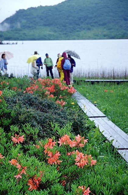 Lotus azalea in Oguni-numa