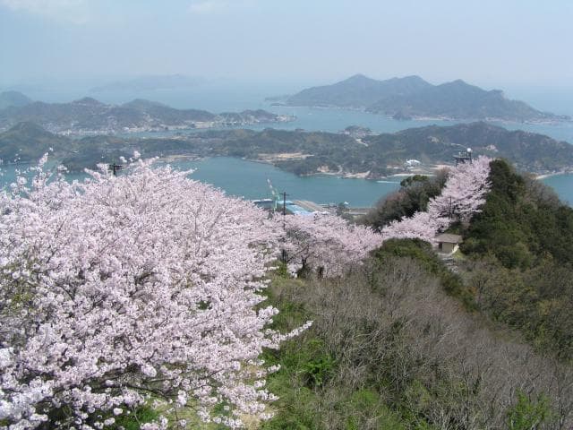 Sakura of Mt. Sekizen