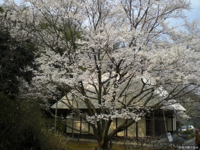 Light ink cherry blossoms
