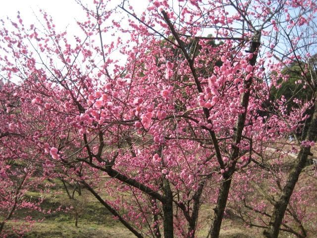 Shimin-no-Mori Baien 2