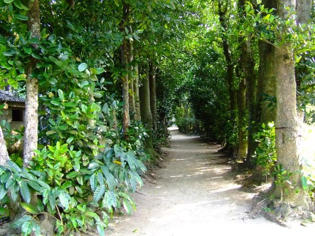 A row of Fukugi trees