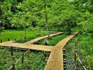 Akana Wetland Plant Community