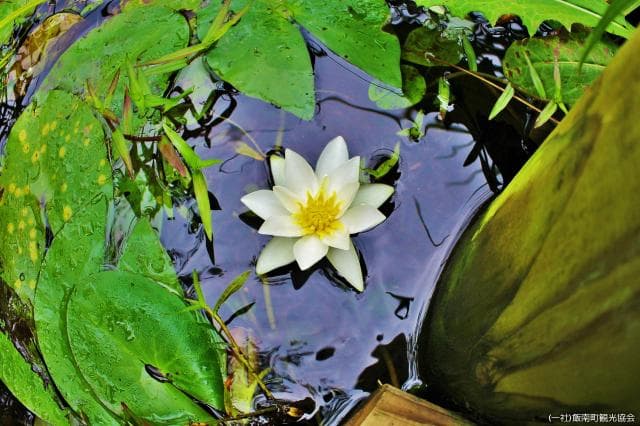Akana Wetland Plant Community
