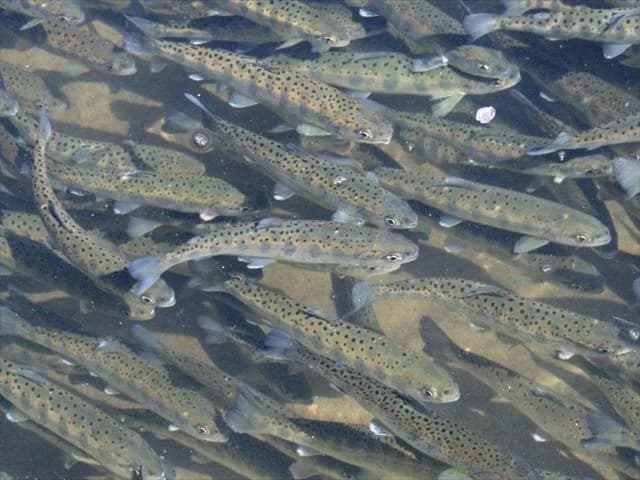 Yamame trout