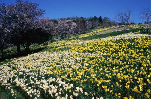 Tamagawa Park