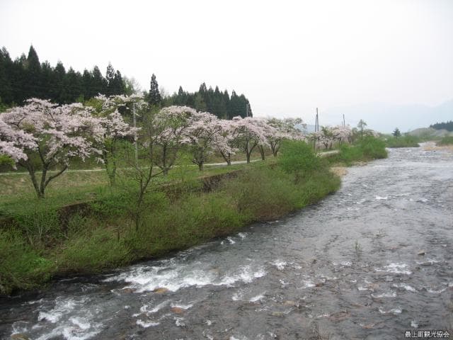 Sakuranamiki, Shirakawa