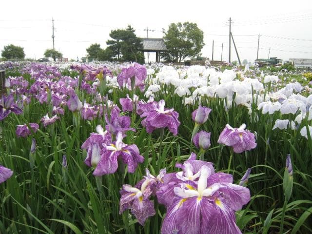 Iris castle toe iris garden