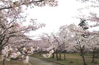 Cherry Blossom (Shizuki-koen Park)