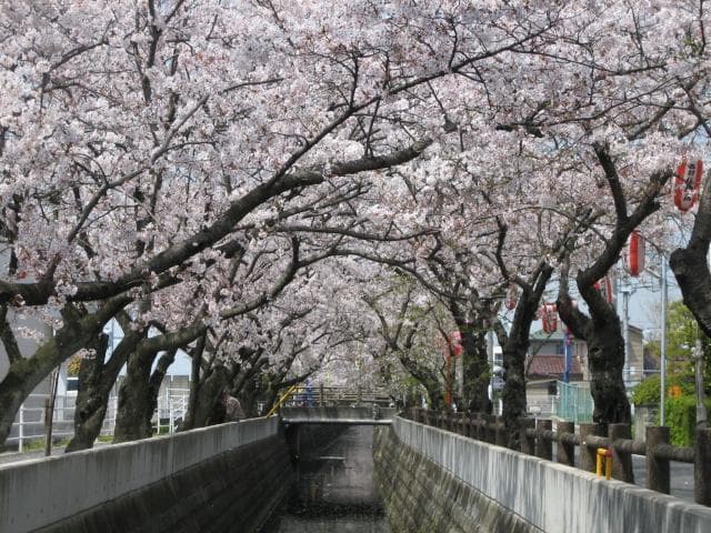 Cherry blossoms on the Jyushi River