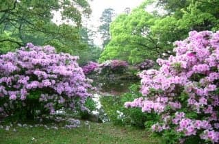 Azalea Higashisono (in Shizuki-koen Park)