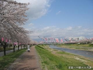 Cherry Blossoms and Koinobori