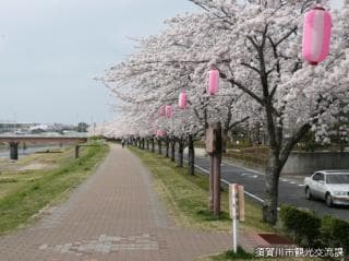 Cherry blossoms