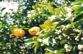 Summer orange flower