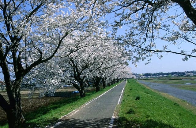 Cherry blossoms in Sakuragawa