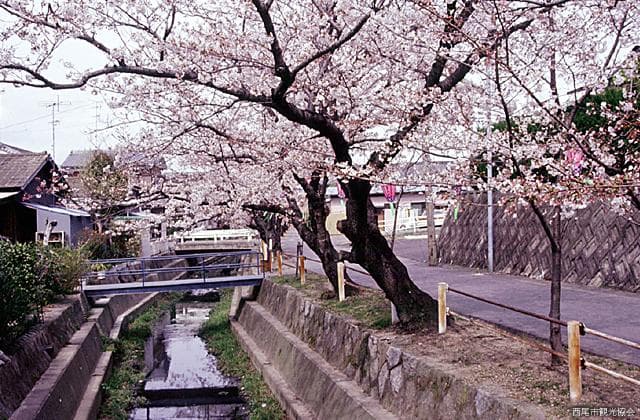 Cherry blossoms in Nino Sogou