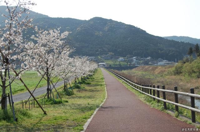 Cherry Blossom Road