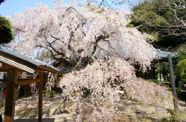 山中渓の紫陽花