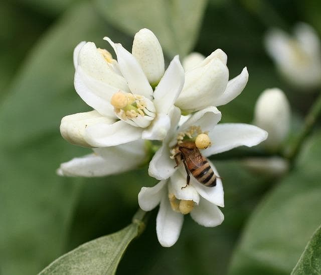 Mandarin orange flower