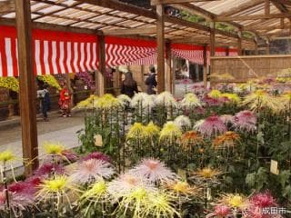 Naritasan Chrysanthemum Festival