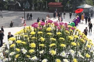 Naritasan Chrysanthemum Festival