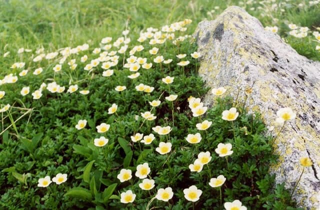 Alpine plant community in Midagahara
