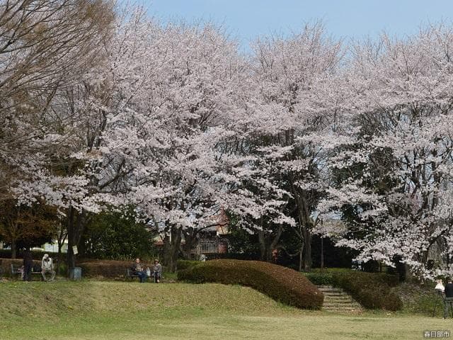 内牧公園(お花見広場)