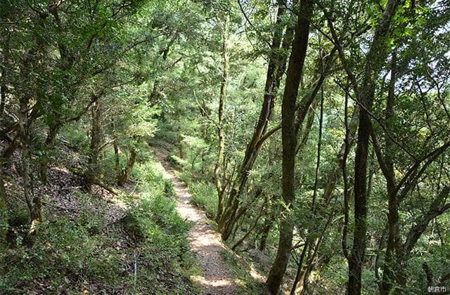 古処山ツゲ原始林