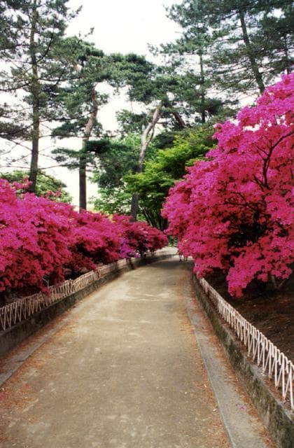 Azalea in Kezoji Park