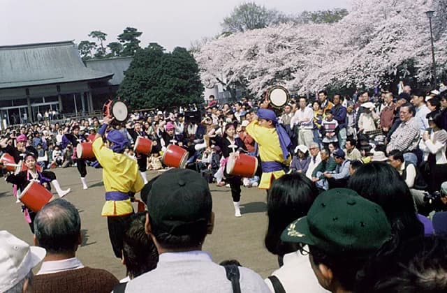 Cherry blossoms at Koganei Park