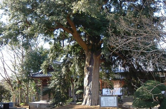 A kaya tree at Togenji Temple
