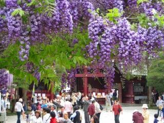 Yae no wisteria