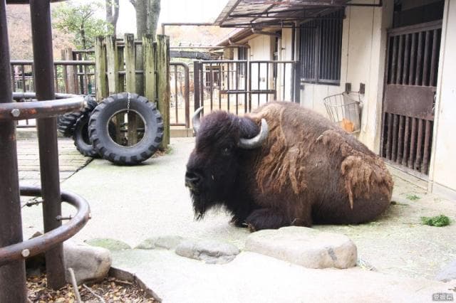 Ehime Prefectural Tobe Zoo United States Street