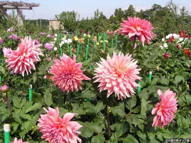 Hino Dahlia Garden