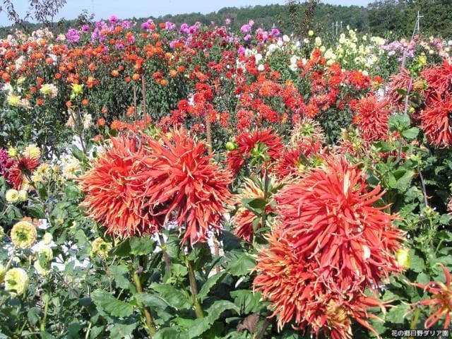 Hino Dahlia Garden