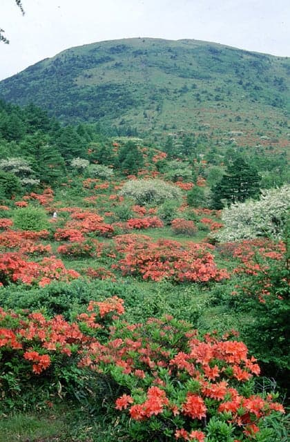 湯の丸高原のレンゲツツジ