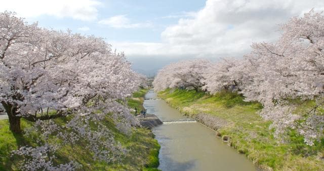 Fujita River Fureai Cherry Blossom