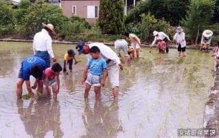 Rice planting scenery of ancient rice