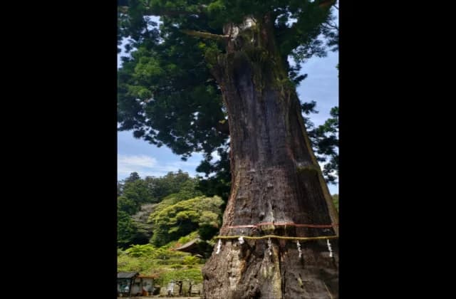 Great cedar of Kiyosumi