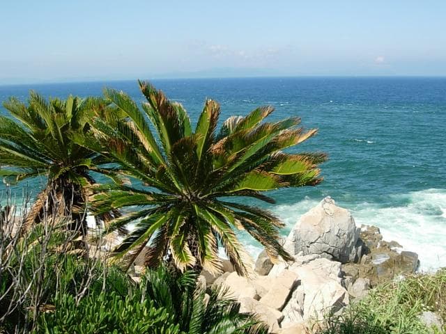 Cycads native fabric