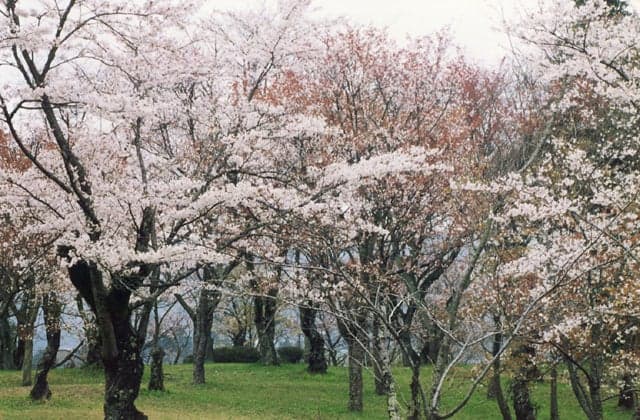 Cherry blossoms in Sakuragawa