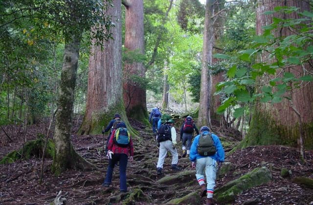 A row of Osugi trees at Mt. Ichifusa
