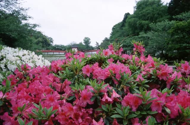 Azalea in Mobara Park