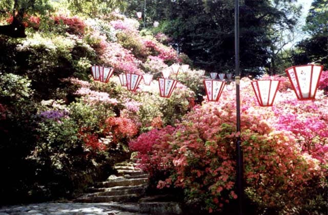 Azalea at Isahaya Park