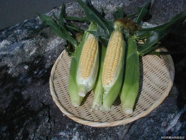 とうもろこし味来