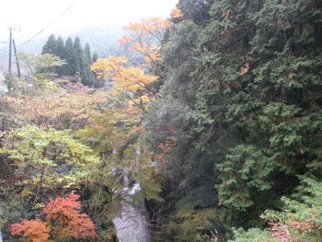 Autumn leaves in Hiratani