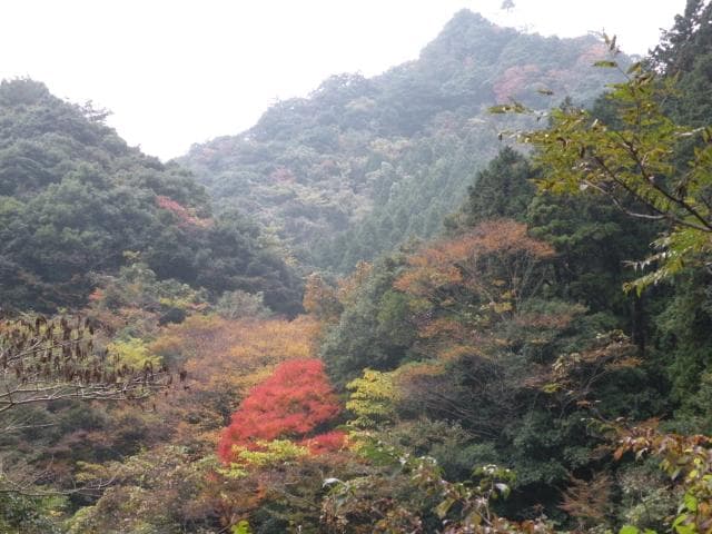 Autumn leaves in Hiratani