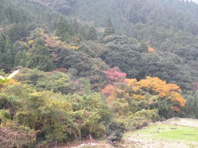 Autumn leaves in Hiratani
