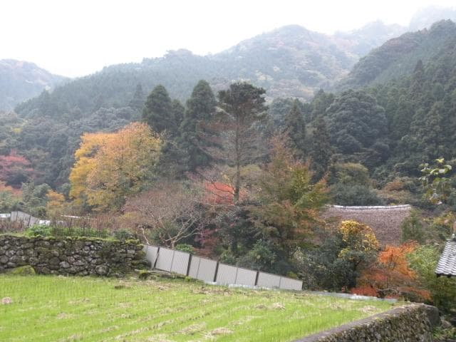Autumn leaves in Hiratani